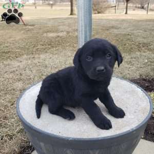 Mike, Black Labrador Retriever Puppy